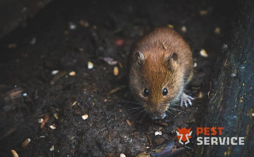 Дератизация в Королёве